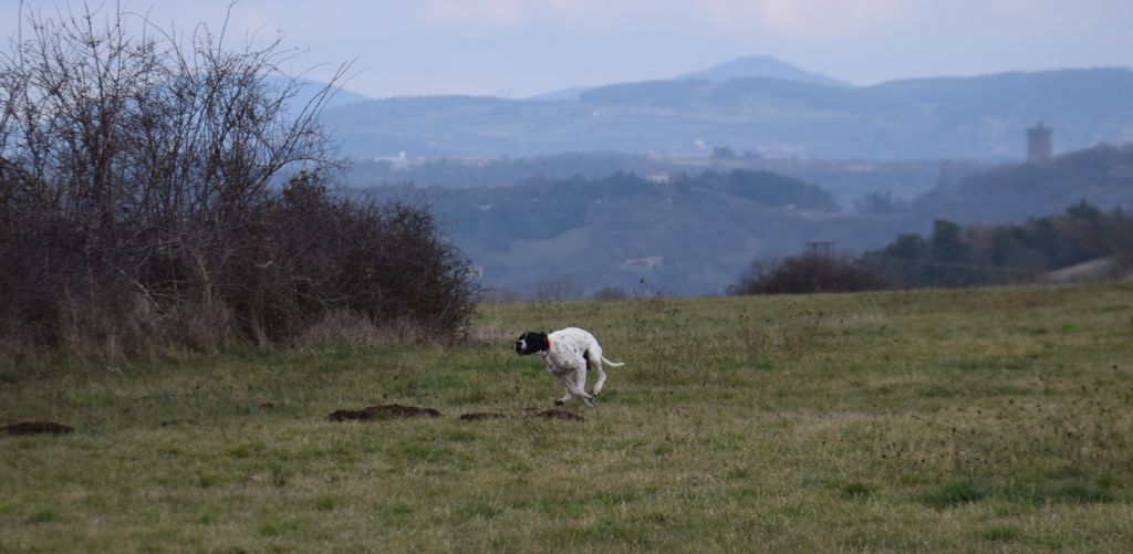 Les Pointer de l'affixe du Val d'Ondaine