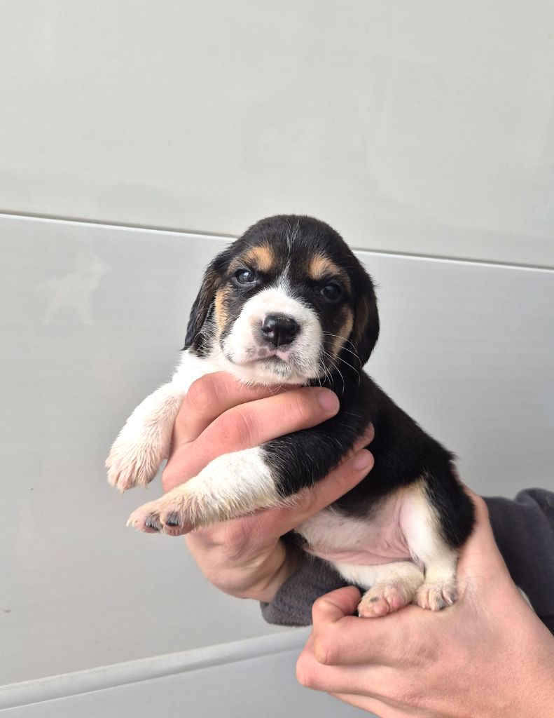 du Val d'Ondaine - Chiot disponible  - Beagle