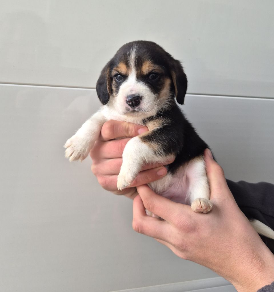 du Val d'Ondaine - Chiot disponible  - Beagle