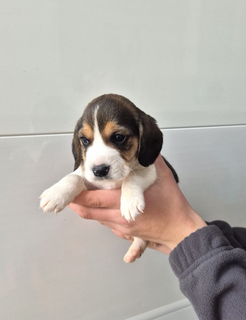 du Val d'Ondaine - Chiot disponible  - Beagle