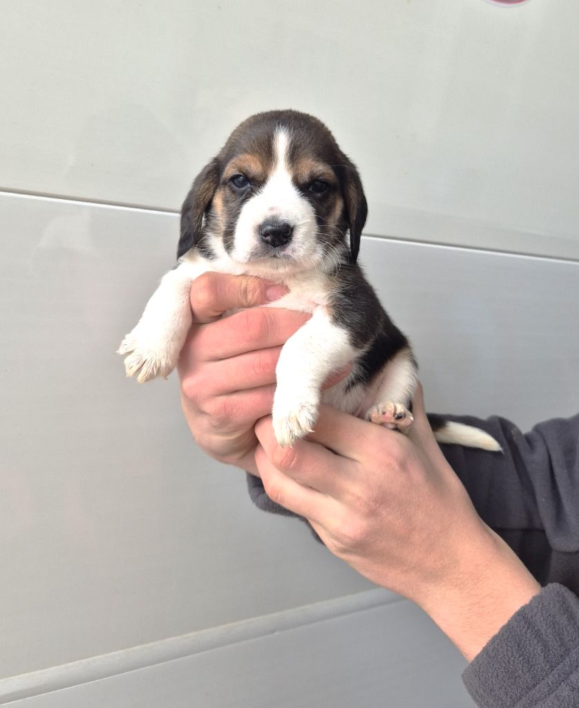 du Val d'Ondaine - Chiot disponible  - Beagle