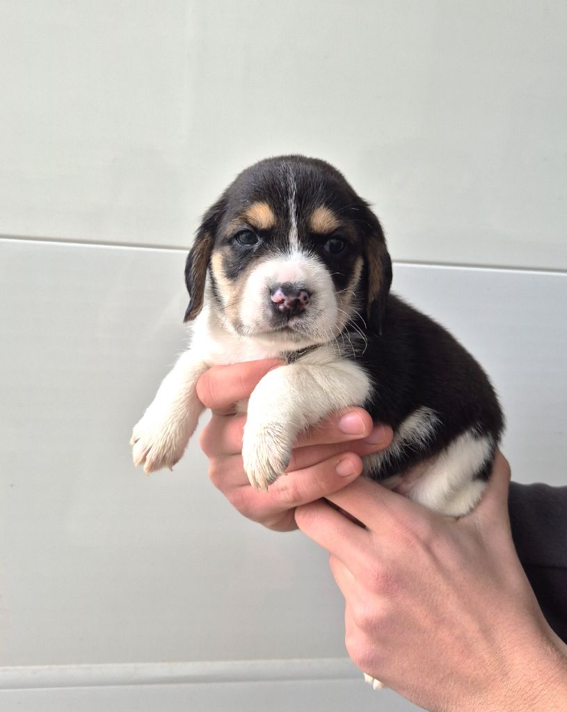 du Val d'Ondaine - Chiot disponible  - Beagle