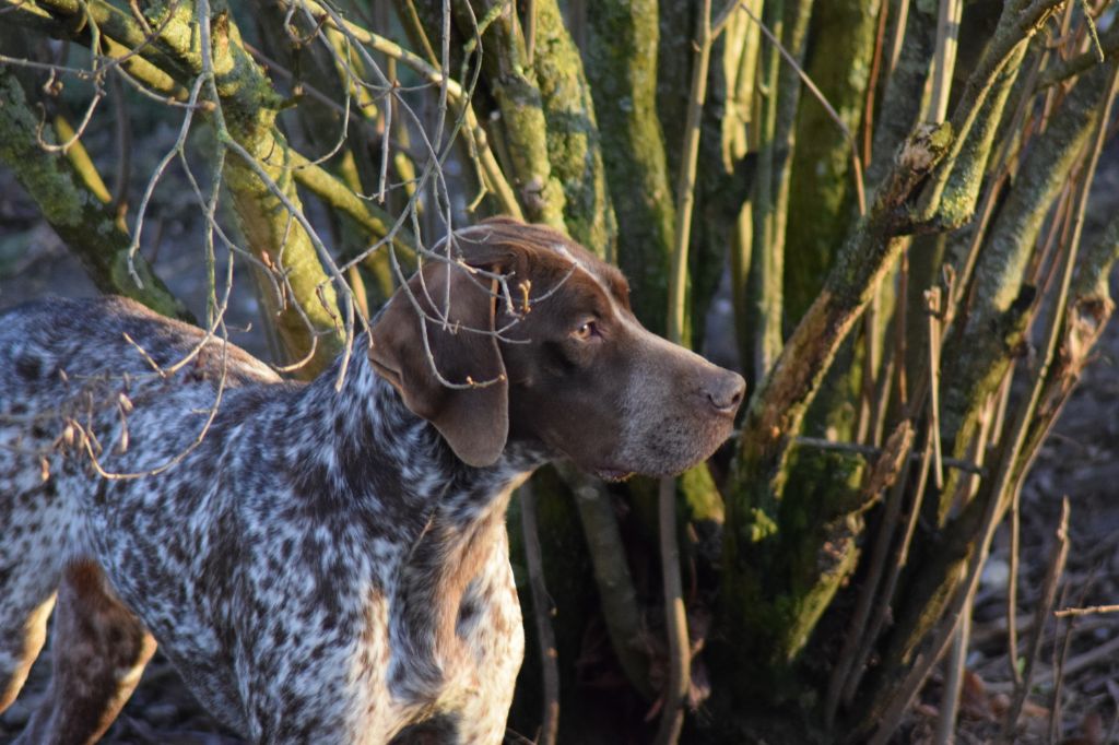 TR. CH. Gangster du Val d'Ondaine