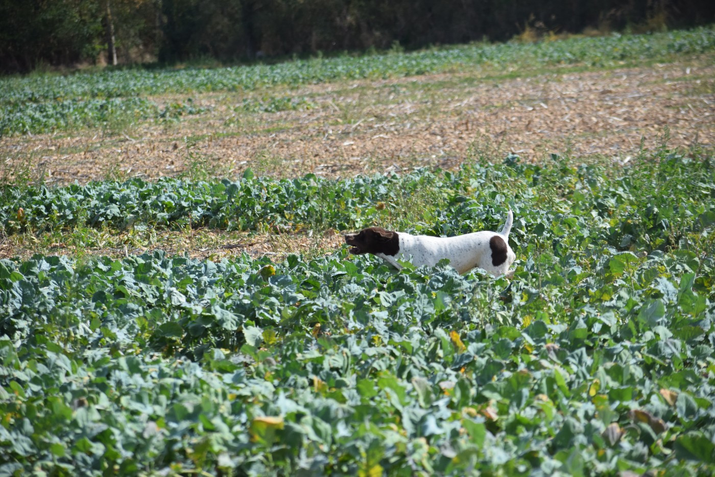 Absynthe du Val d'Ondaine